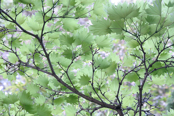 MPB-102 "Leaves"