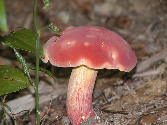MPB-360 "Lonely Mushroom"