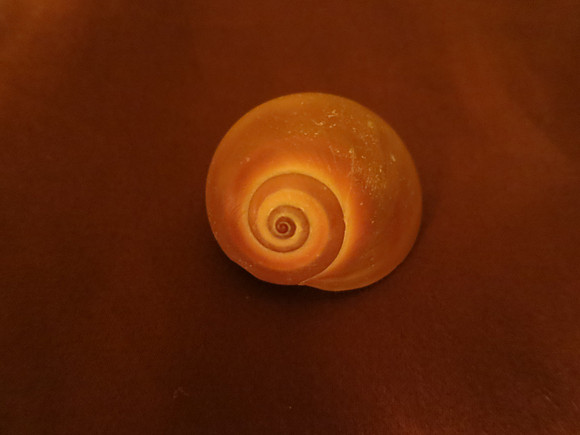 MPB-189 "Glowing Seashell 2"