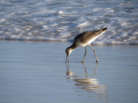 MPB-134 "Wading Bird"