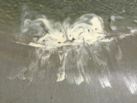 MPB-144 "Sea Foam Critters"