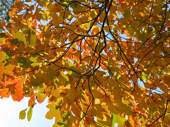 Leaves