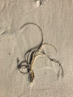MPB-216 "Sand and Sea Grass"