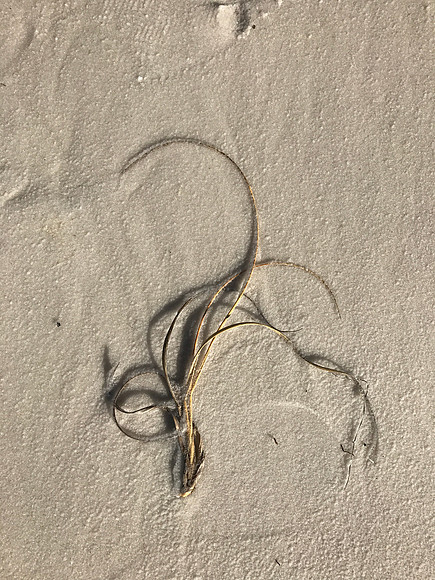 MPB-216 "Sand and Sea Grass"
