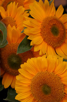 MPB-126 "Sunflowers"