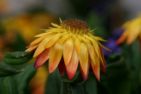 MPB-117 "Sun-Peaks Sunflower"