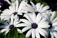 MPB-123 "Daisies 1"