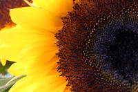 MPB-222 "Dark Center Sunflower"