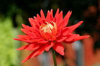MPB-240 "Red Dahlia"