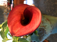 MPB-170 "Calla Heart 1"