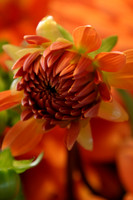 MPB-372 "Orange Dahlia"
