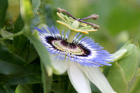 MPB-362 "Passion Flower"