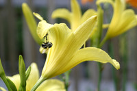MPB-302 "Daylily and Bee"