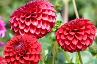 MPB-328 "Dahlias"