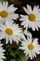 MPB-402 "Daisies 2"