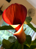 MPB-119 "Calla Light"