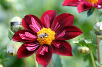 MPB-400 "Dahlia and Bee"