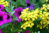 MPB-401 "Yellow and Purple Flowers"
