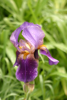 MPB-336 "Iris 2"